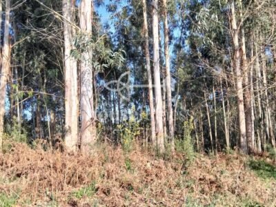 Finca urbana en Miño