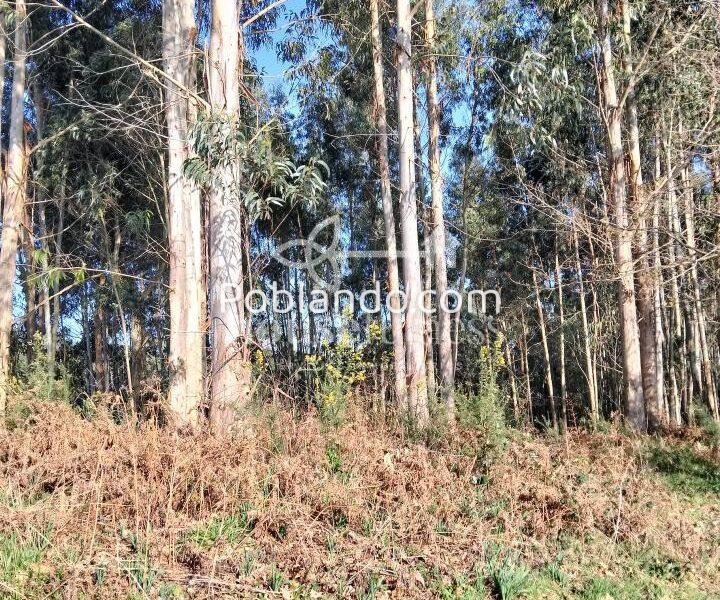 Finca urbana en Miño