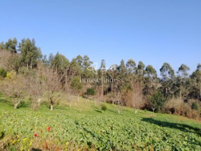 Finca urbana en Miño