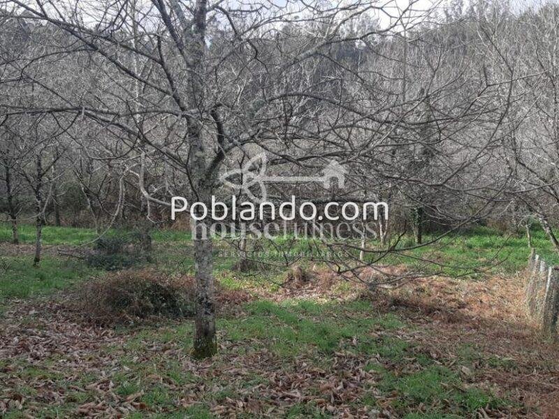 Casa típica gallega con gran finca en Ortigueira