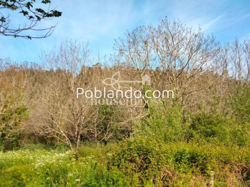 Casa típica gallega con gran finca en Ortigueira