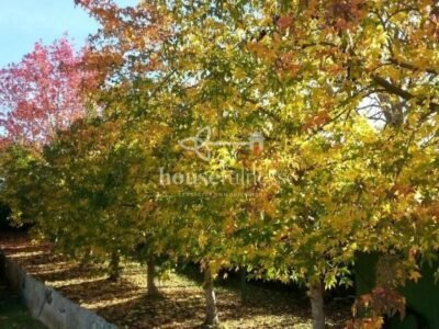 Espectacular finca con proyecto en Fene