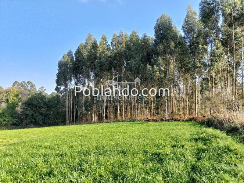 Finca urbana en Miño