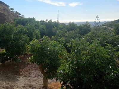Finca en venta
