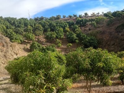 Finca en venta