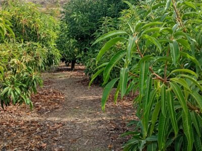 Finca en venta