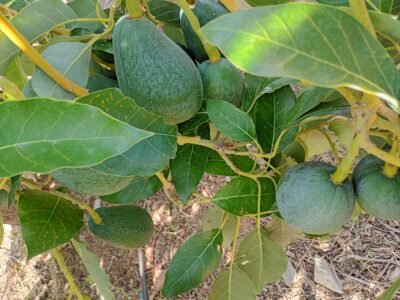 Finca en venta