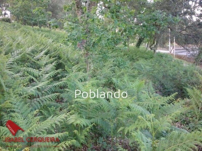 TERRENO DE 2.150 M² CON 600 M² EDIFICABLES Y CASA DE PIEDRA PARA RESTAURAR – ENCANTO GALLEGO Y GRANDES POSIBILIDAD — foto 15