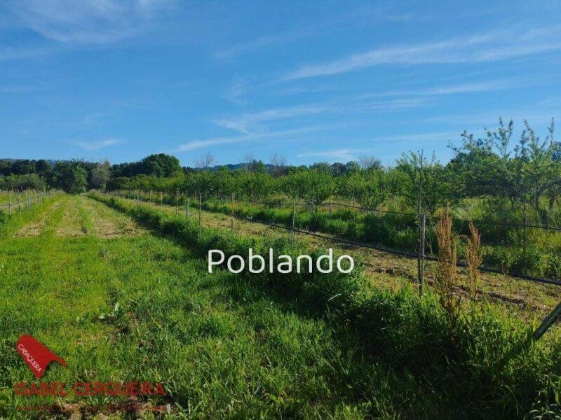 TERRENO AGRÍCOLA NO URBANIZABLE