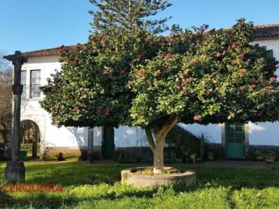 OPORTUNIDAD ÚNICA EN TOMIÑO | CASONA DE 1856 A REFORMAR · 462 M² · HASTA 9.420 M² DE FINCA