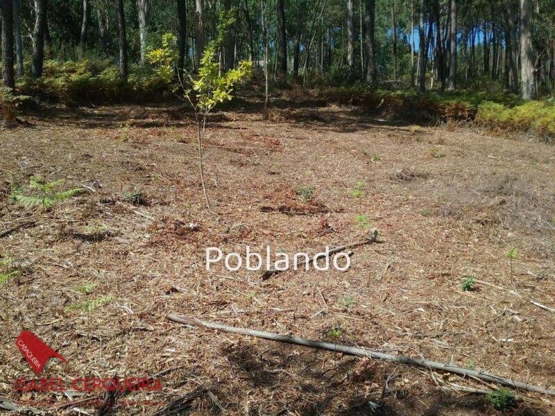 TERRENO EDIFICABLE EN TABAGÓN | O ROSAL – 1.554 M² DE PARCELA Y 600 M² EDIFICABLES — foto 4