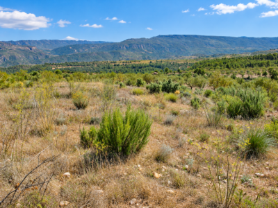 Finca de 5,5 hectáreas con almendros, olivos y posibilidad de construir vivienda – 30.000 €