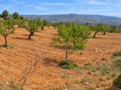 Finca de 5,5 hectáreas con almendros, olivos y posibilidad de construir vivienda – 30.000 €