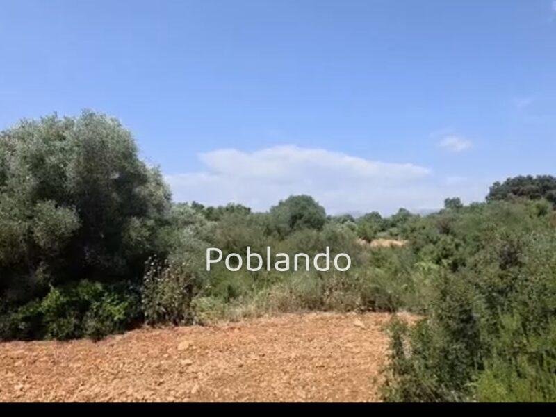 Parcela en Vall d'Alba, foto 2