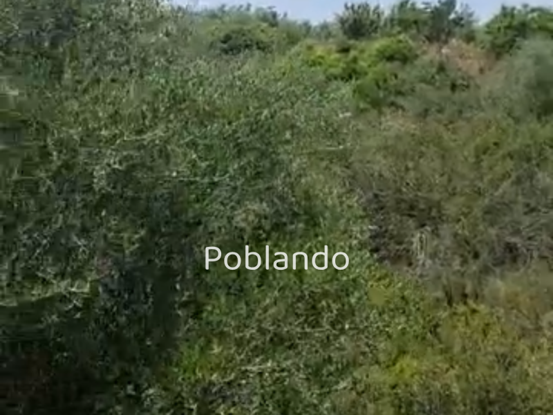Parcela en Vall d'Alba, foto 5