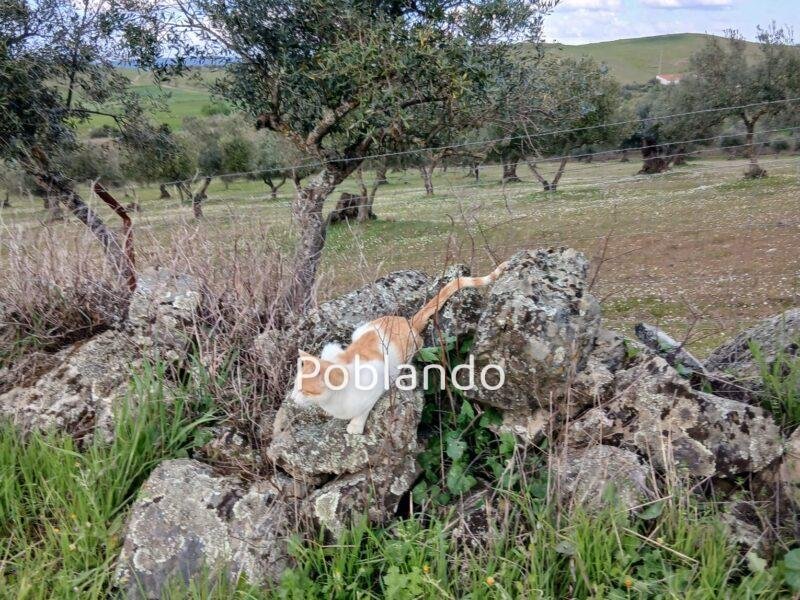 Finca rústica de 6 hectáreas con casa, piscina y 250 olivos, a 300 metros del pueblo